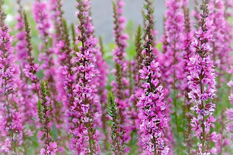 Derbennik - Les fleurs les moins prétentieuses pour une résidence d'été