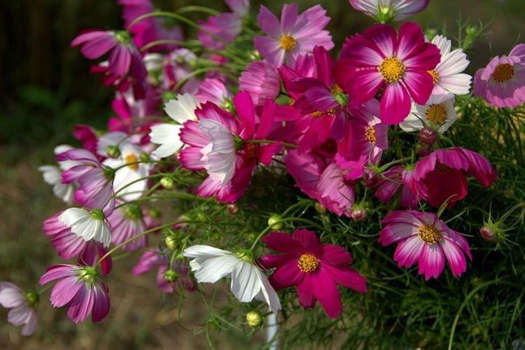 Kosmeya - Les fleurs les moins prétentieuses pour une résidence d'été