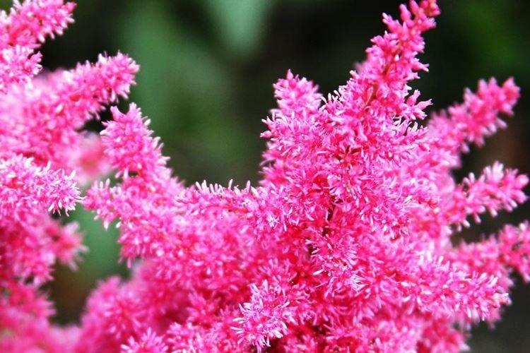 Astilba - Les fleurs les moins prétentieuses pour une résidence d'été