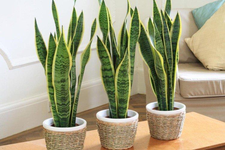 Sansevieria - Les plantes d'intérieur les plus sans prétention
