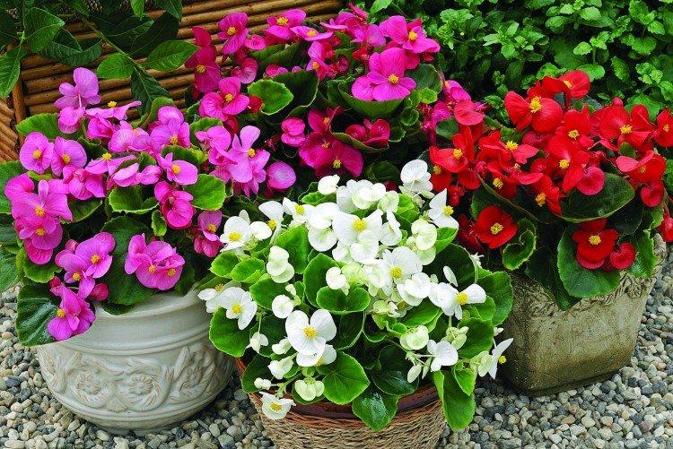 Bégonia à floraison permanente - Les plantes d'intérieur les plus sans prétention