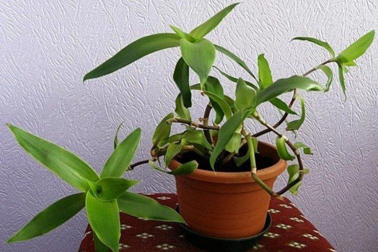 Moustache dorée - Les plantes d'intérieur les plus sans prétention