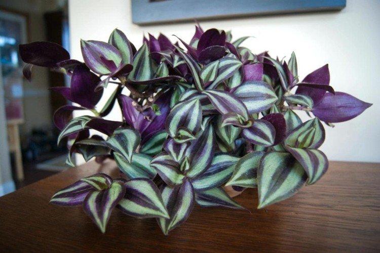 Tradescantia - Les plantes d'intérieur les plus sobres