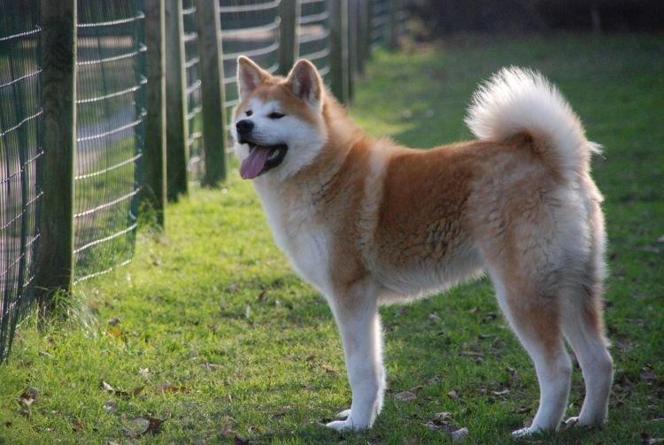 Akita - Les races de chiens les plus obéissantes