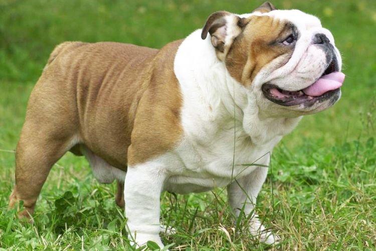 Bulldog anglais - Races de chiens les plus obéissants