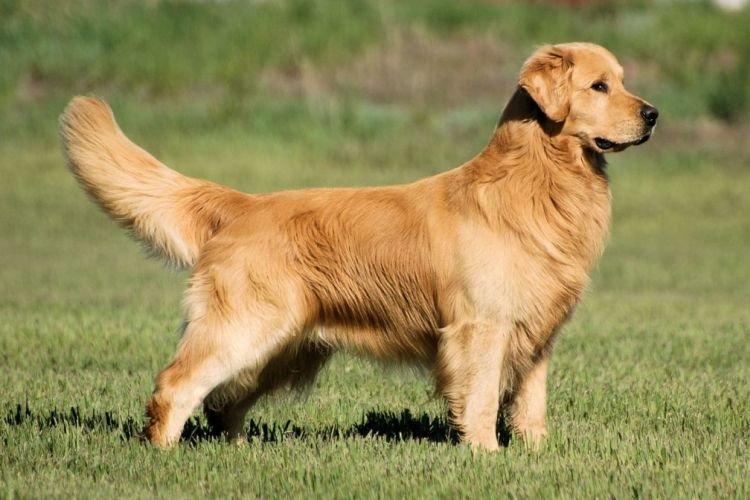 Golden Retriever - Les races de chiens les plus obéissantes