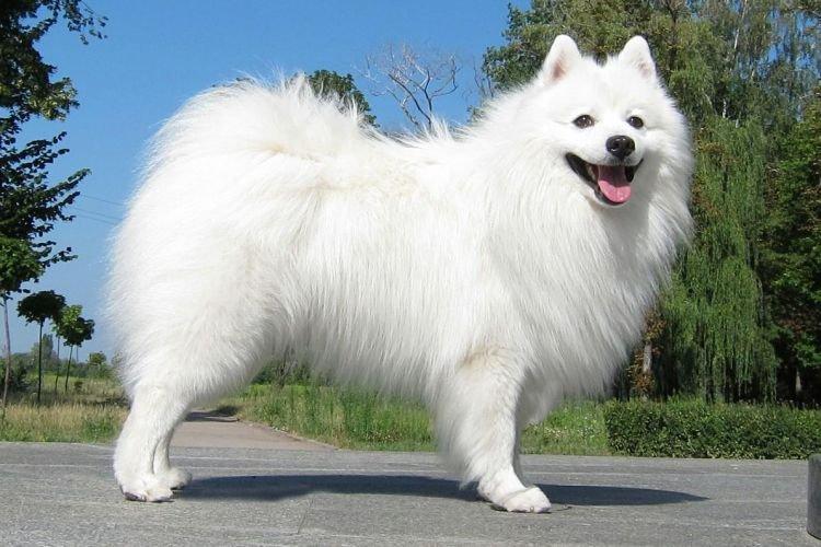 Spitz japonais - Les races de chiens les plus obéissantes