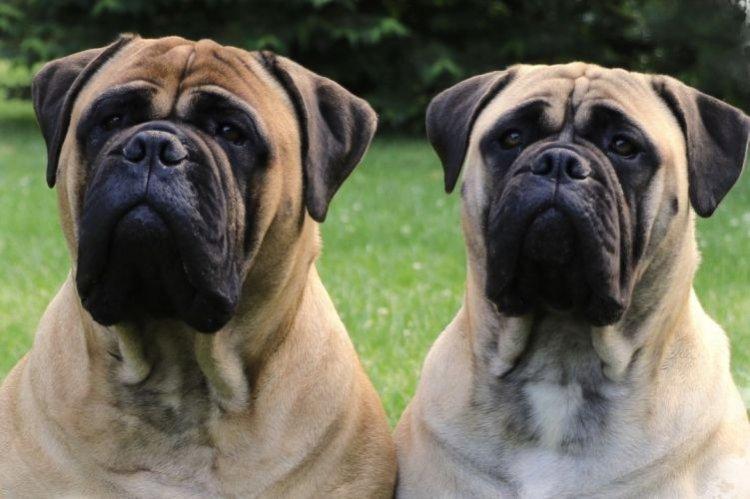 Bullmastiff - Les races de chiens les plus obéissantes