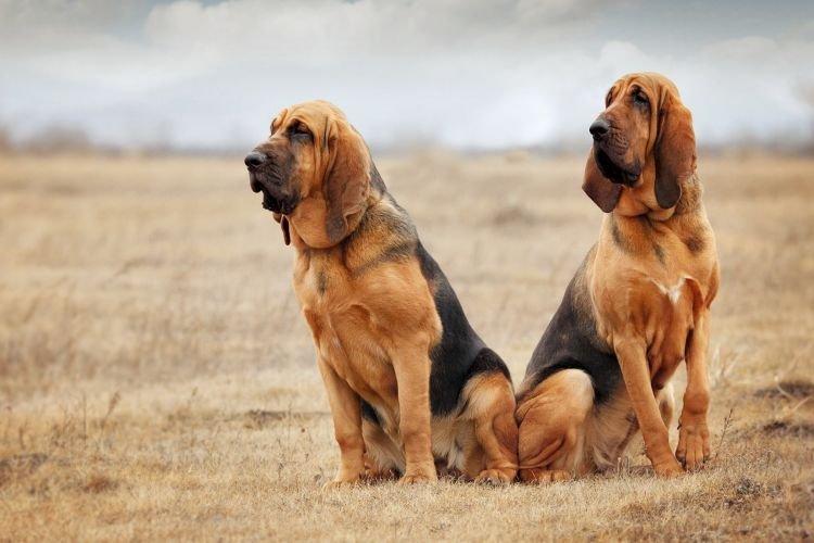 Bloodhound - Races de chiens les plus obéissantes