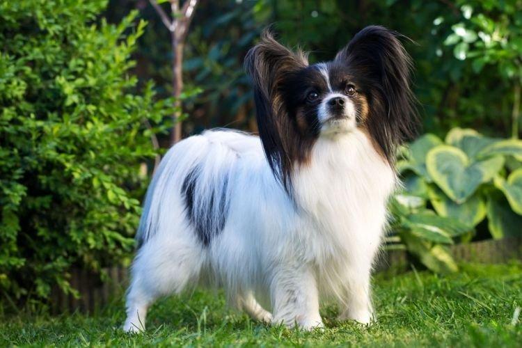 Papillon - Les races de chiens les plus obéissantes