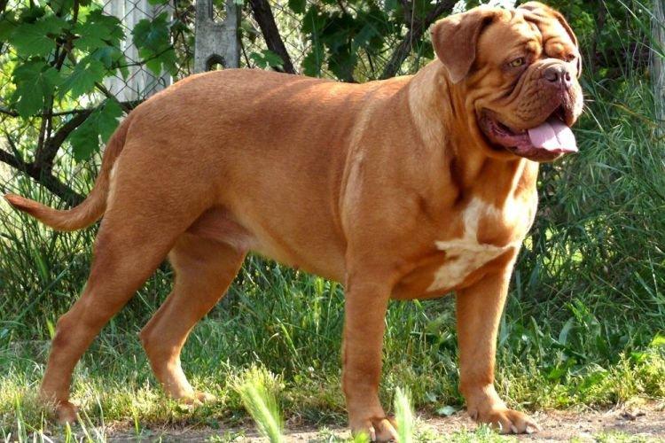 Dogue de Bordeaux - Les races de chiens les plus obéissantes