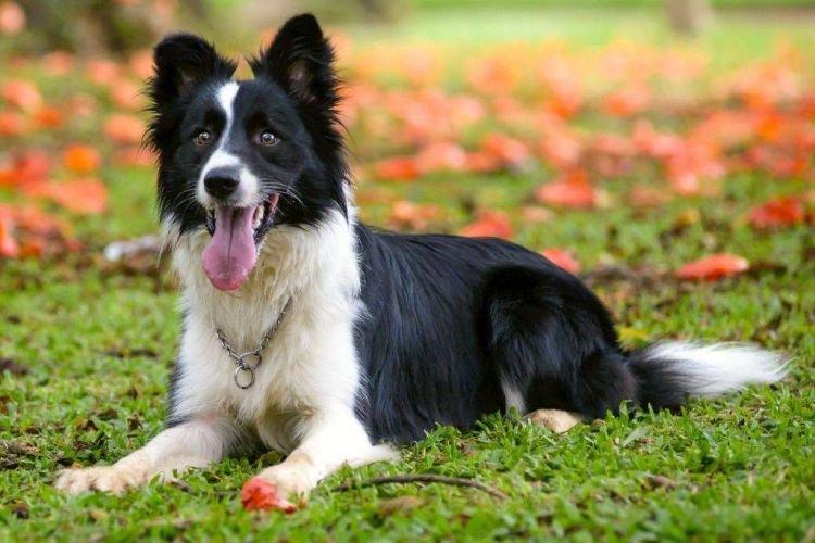 Border Collie - Les races de chiens les plus intelligentes