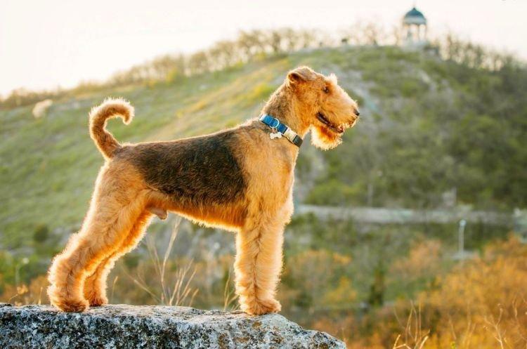 Airedale - Les races de chiens les plus intelligentes