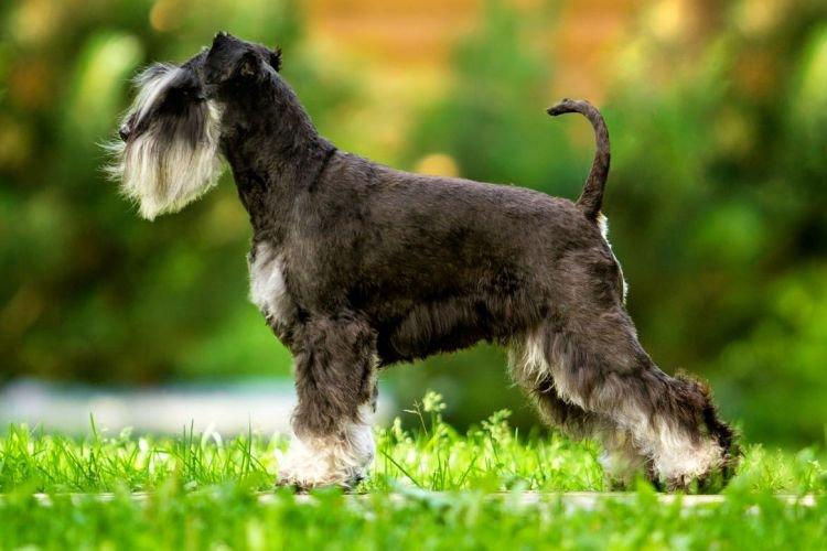 Schnauzer nain - Les races de chiens les plus intelligentes