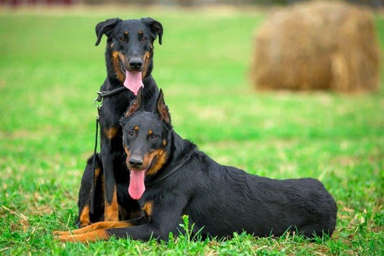 Beauceron - Les races de chiens les plus intelligentes