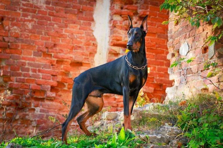 Doberman Pinscher - Les races de chiens les plus intelligentes