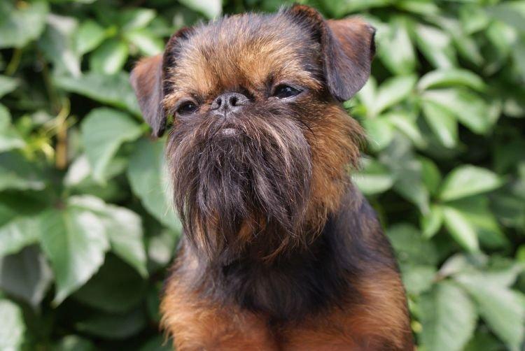 Brussels Griffon - Les races de chiens les plus intelligentes