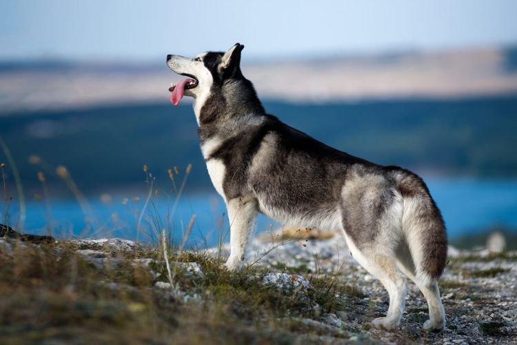 Husky - Les races de chiens les plus intelligentes