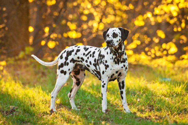 Dalmatien - Les races de chiens les plus intelligentes