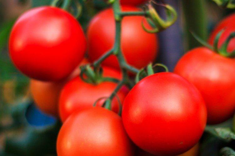 Hurricane - Variétés de tomates à haut rendement pour les serres
