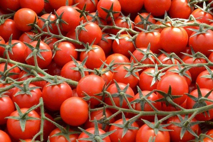 Margol - Variétés de tomates cerises à haut rendement