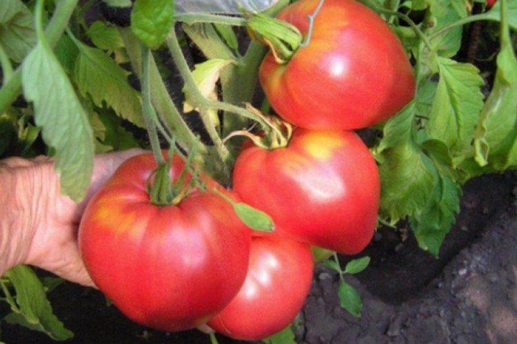 Sevruga - Les variétés de tomates les plus productives de l'Oural