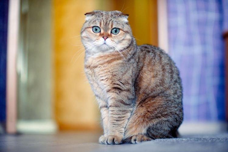 Apparence - chats Scottish Fold