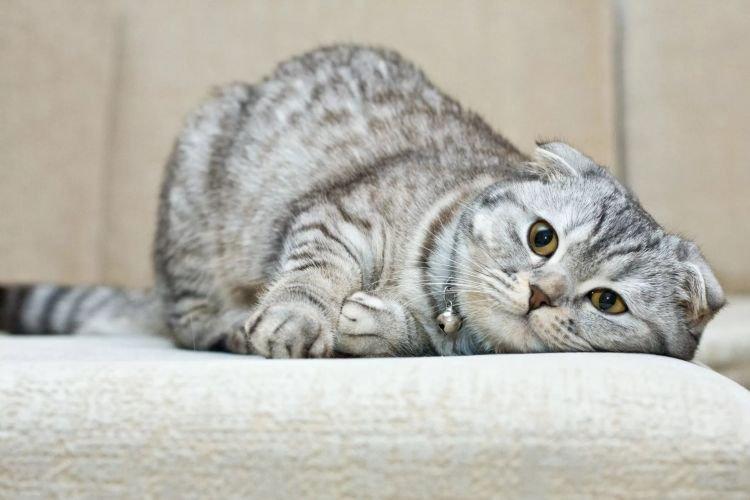 Toilettage - Chats Scottish Fold