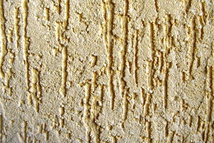 Propriétés et caractéristiques - Le scolyte du plâtre