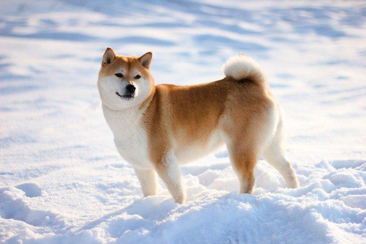 Histoire d'origine - Shiba Inu