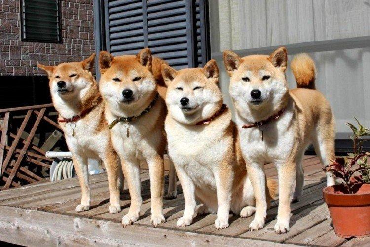 Relations avec les autres animaux - Personnalité Shiba Inu
