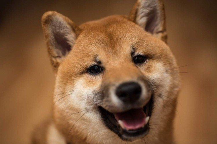 Procédures de confinement - Prendre soin du Shiba Inu