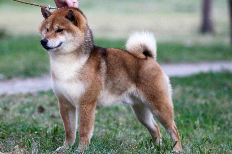 Hygiène - Soins Shiba Inu