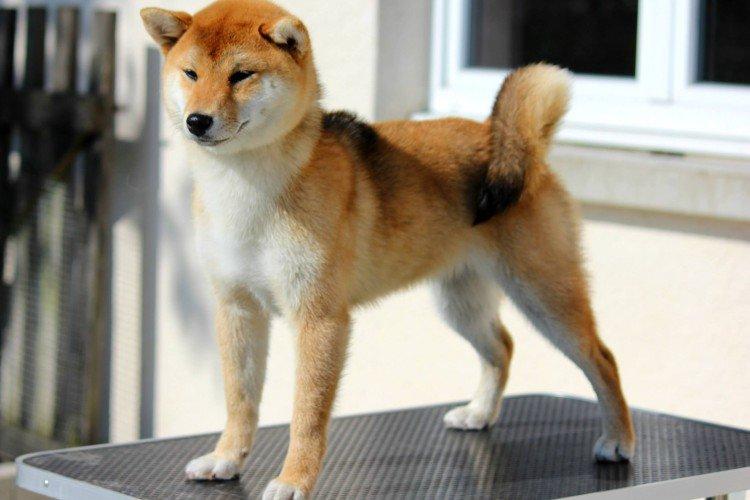 Éducation et formation - Shiba Inu Care