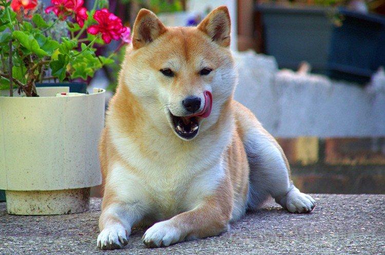 De quoi nourrir le Shiba Inu