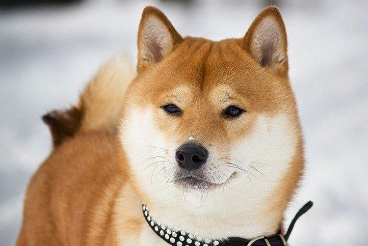 Santé et maladies de la race - Shiba Inu Care