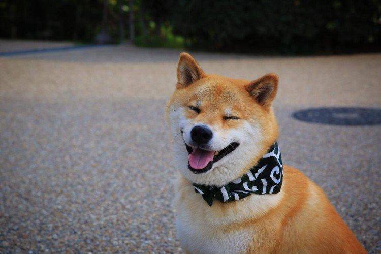 Combien coûte un shiba inu