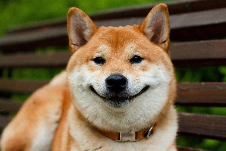 Shiba inu - photo