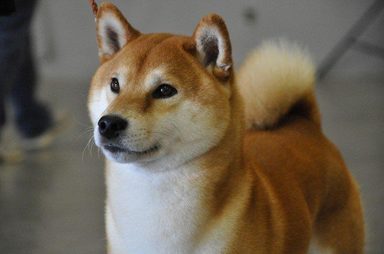 Shiba inu - photo