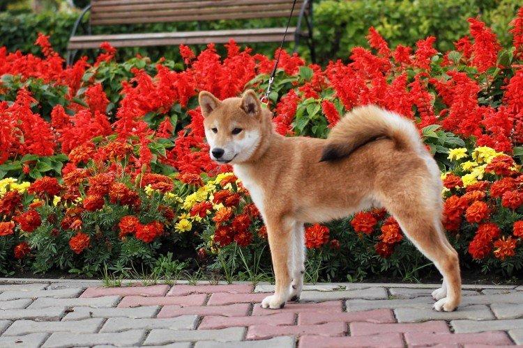 Shiba inu - photo