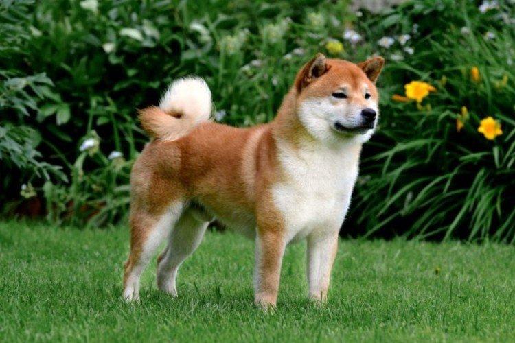 Shiba inu - photo