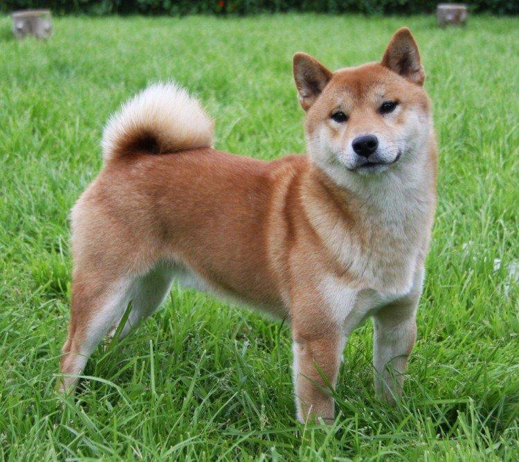 Shiba inu - photo