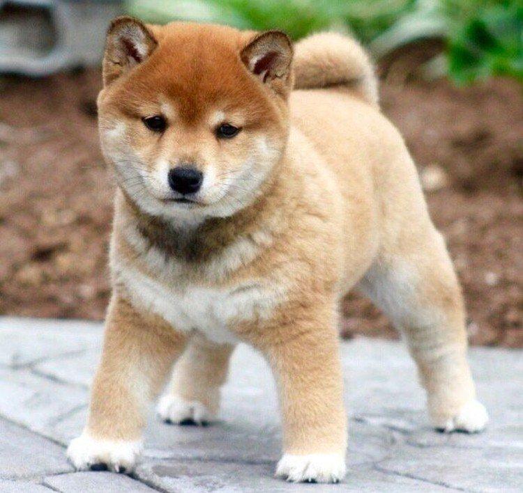 Shiba inu - photo