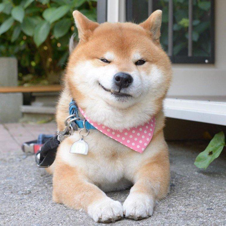 Shiba inu - photo