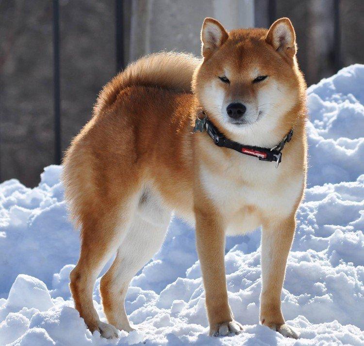 Shiba inu - photo