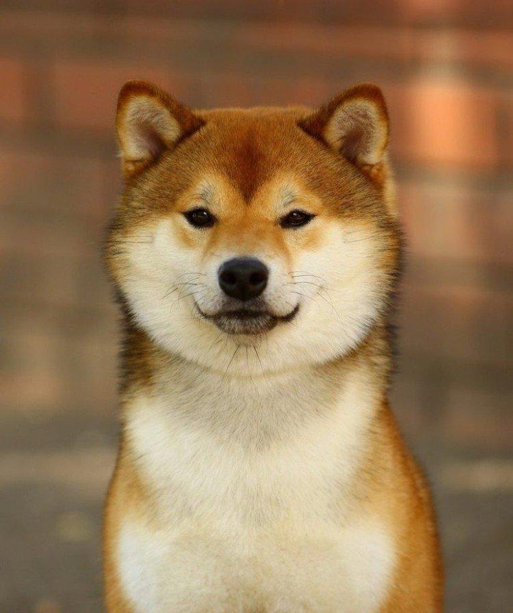 Shiba inu - photo