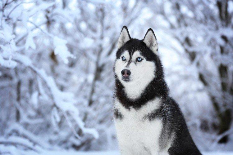 Attitude envers les enfants - La nature du Husky de Sibérie