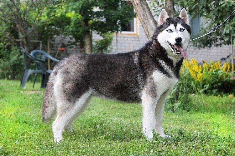 Procédures de Confinement - Husky Care