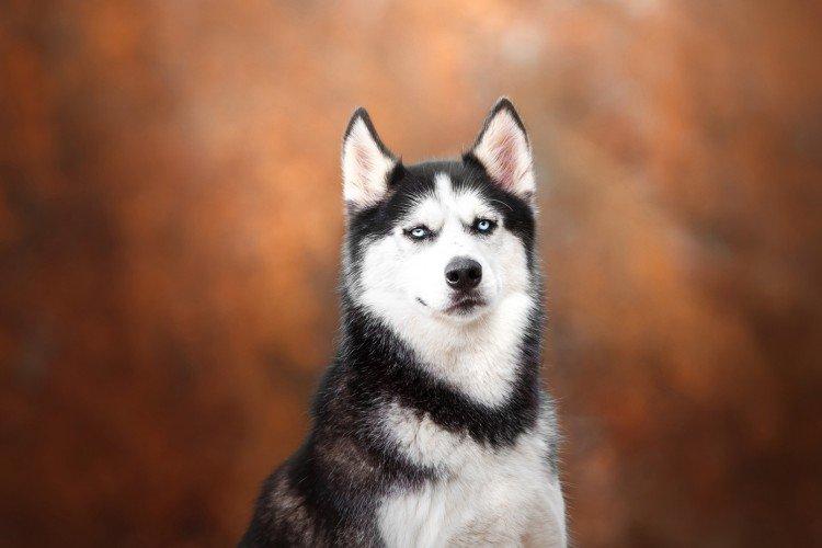 photo de husky sibérien