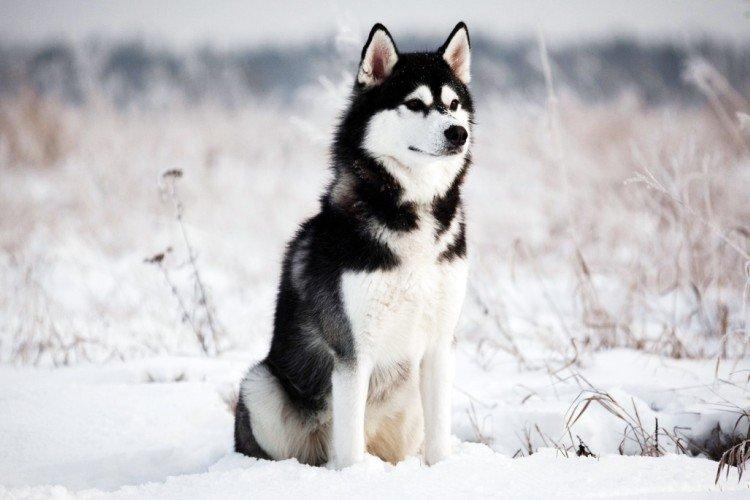 photo de husky sibérien